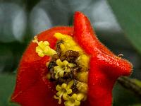 Kussmund Blüte im Makroblick